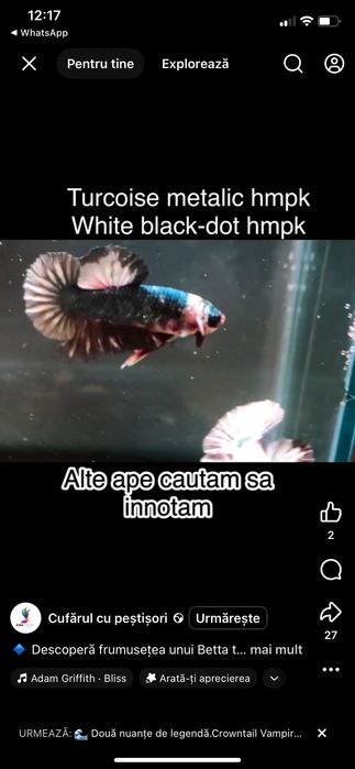 Betta multicolori