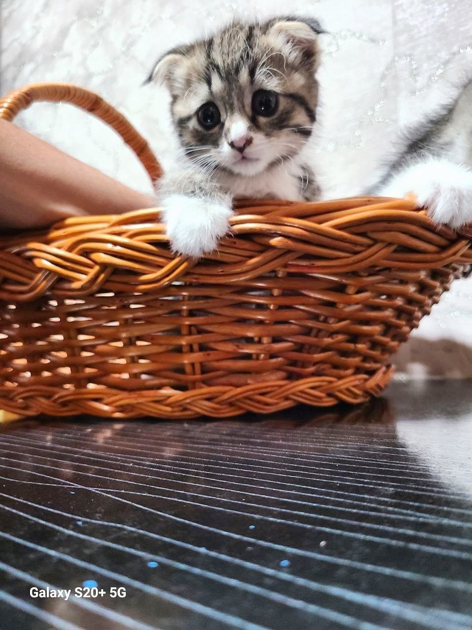 Kimga kere bosa tel qiliyla fold soni 3 ta