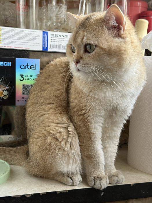 вязка коты Шиншиллы Мираж и Снежок