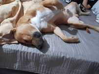 Dau spre adoptie amstaff mascul
