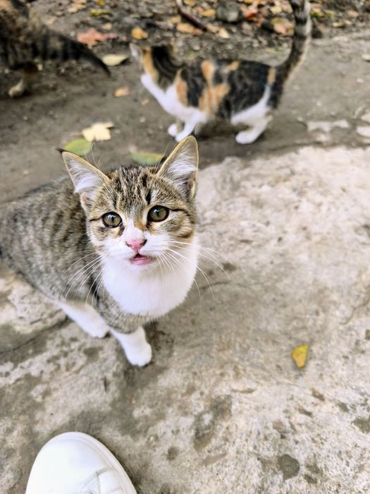 Отдам котят бесплатно