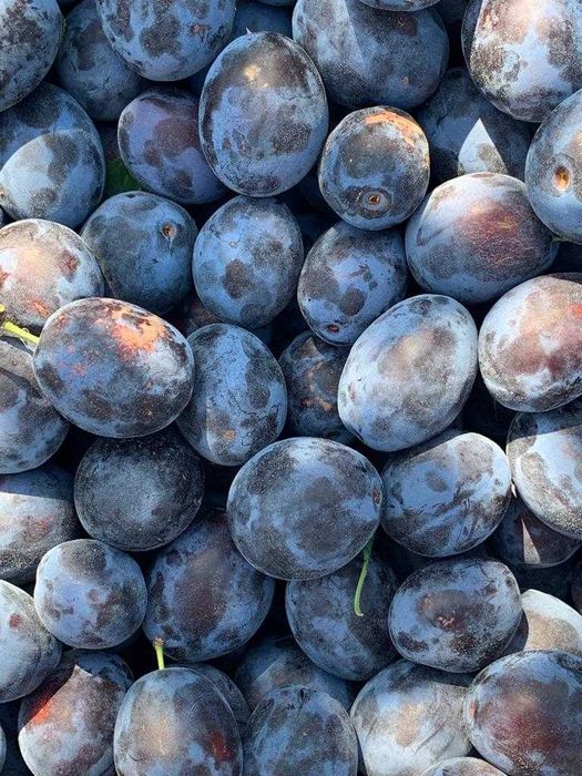 Pomi fructiferi.KAki, Rodiu/aclimatizati/anul 2.livram in toata tara
