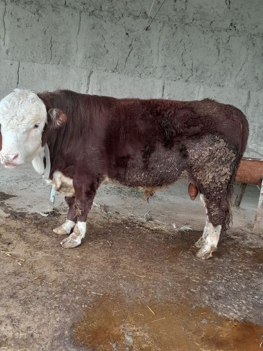 Buqa sotiladi , gereford zotli