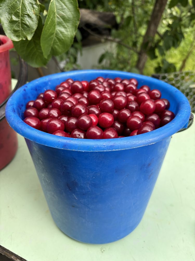 Продам вишню! Вишня КСК. Город Костанай