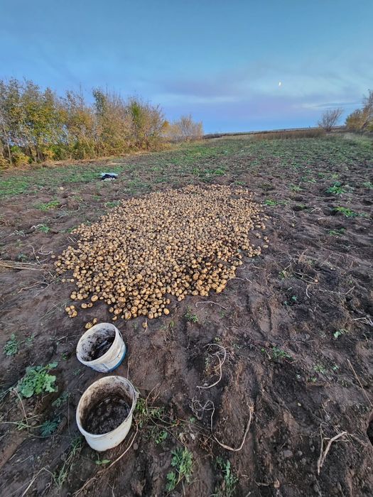 Продам картошку домашнюю