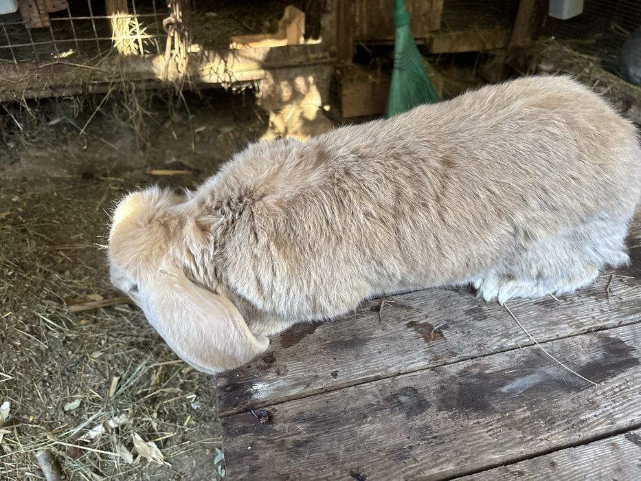 Iepuri  berbec german