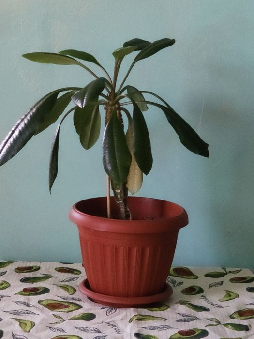 Продам цветок долларовое дерево!