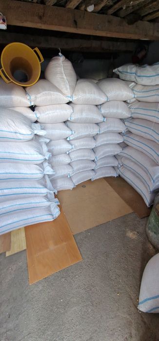 Porumb producție 2025