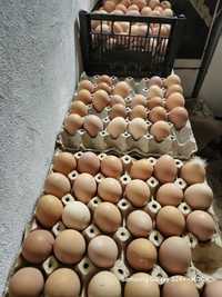 Vând ouă bio, de găini