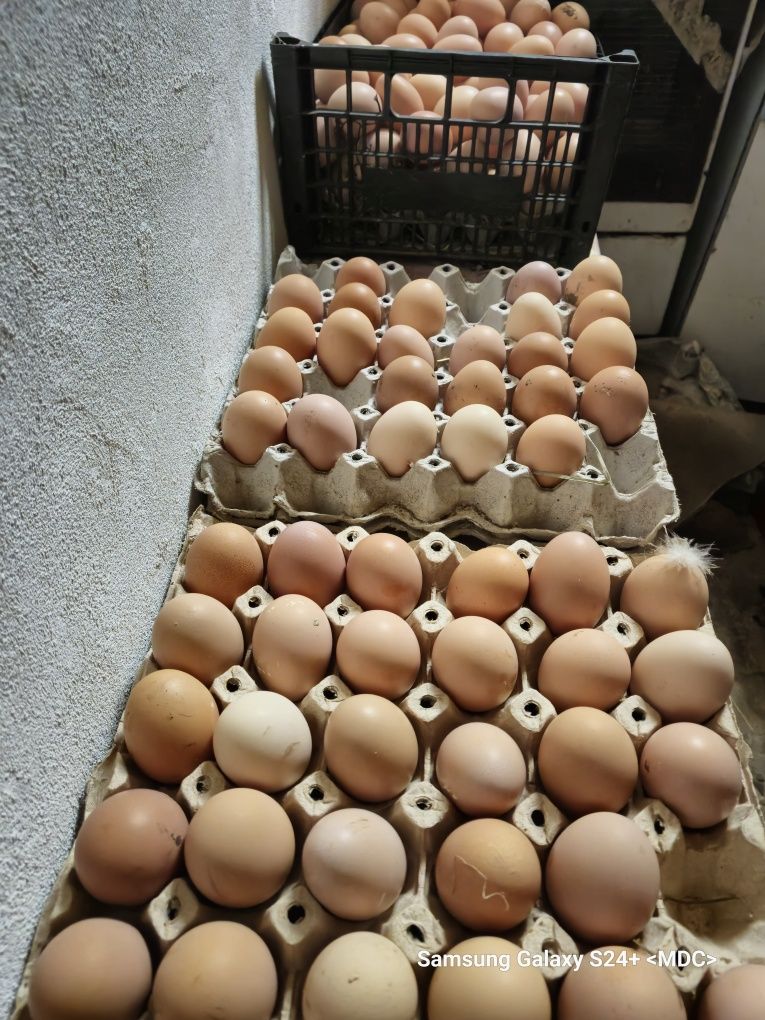 Vând ouă bio, de găini