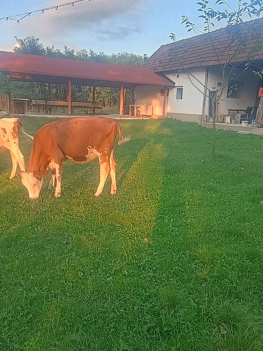 Junincă de vânzare