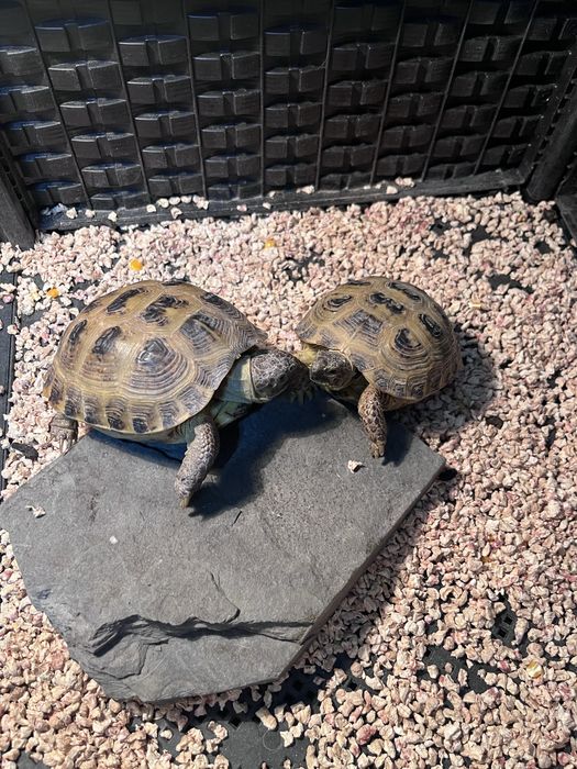 Сухопутная среднеазиатская черепаха