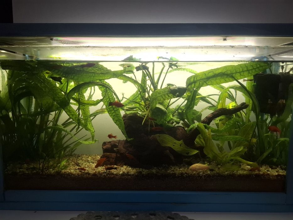 Acvariu 30l complet echipat, plantat si cu pesti