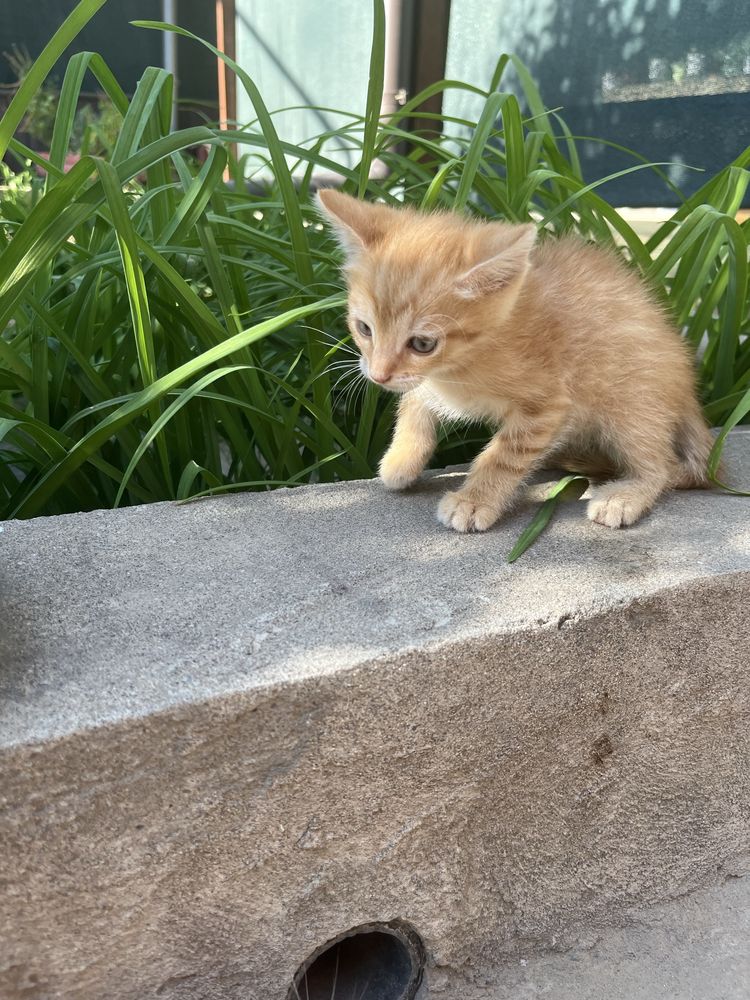 Отдам котят в добрые руки