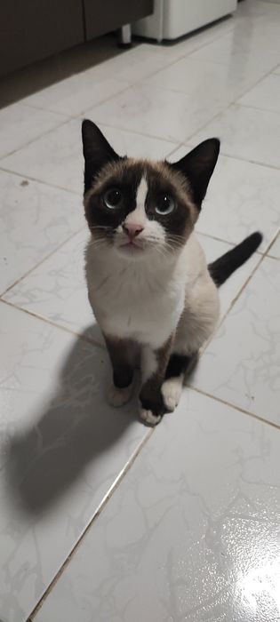 Siamskiy mushuk Siam 250Ming sum