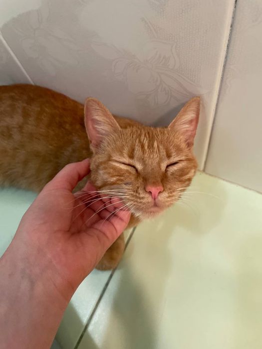 Отдам рыжую кошку в добрые руки
