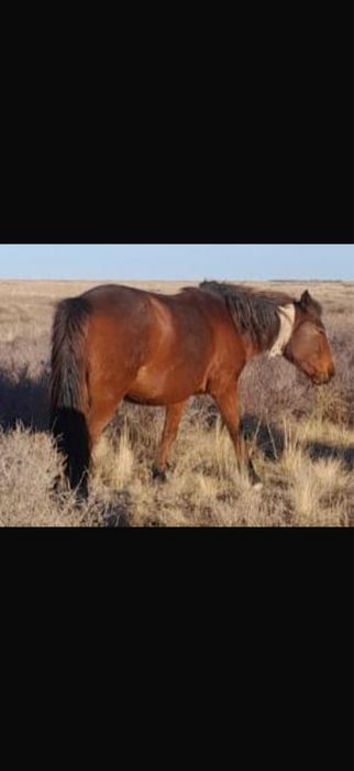 Жабагы, ту бие, жеребята