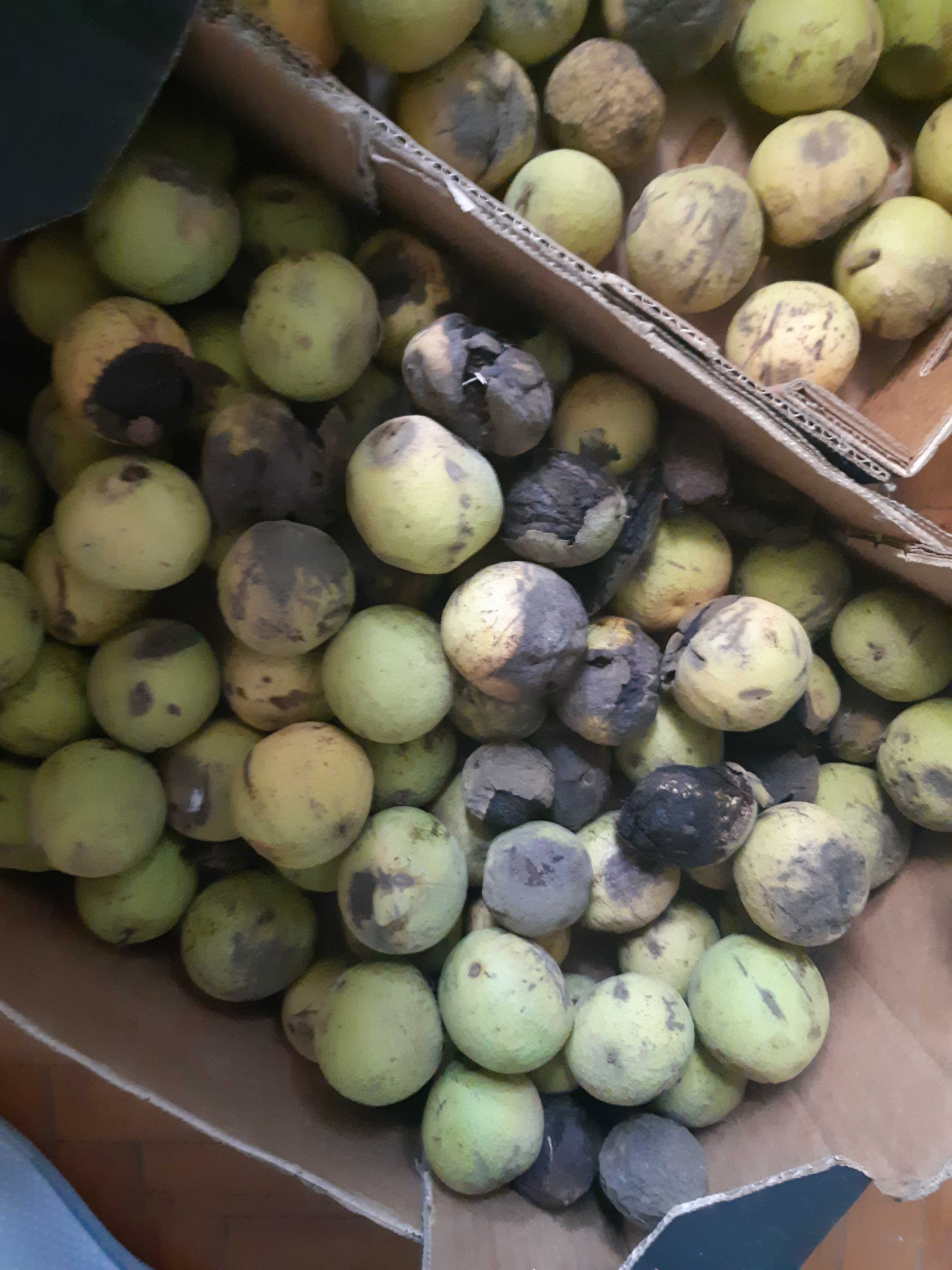Vand nuci negre americane Juglans nigra recolta 2024 cu coaja verde