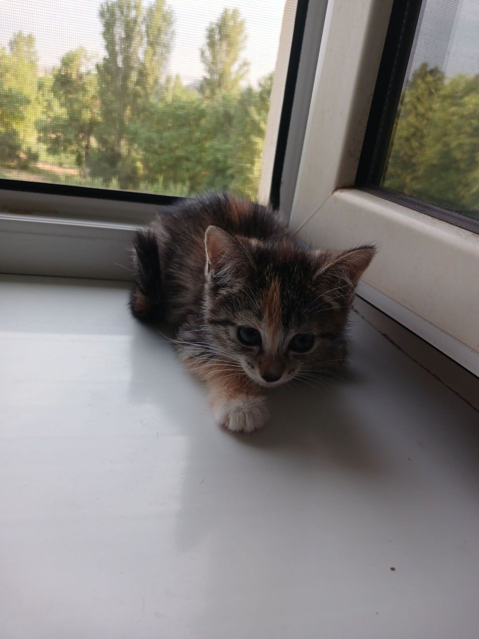 Котята домашние лапочки
