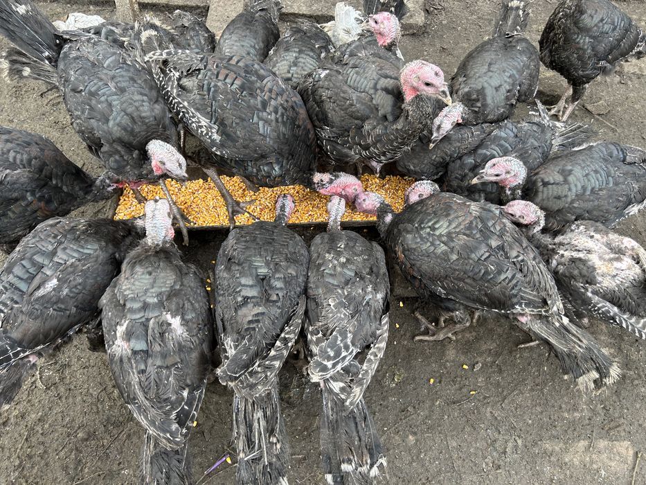 Vand curci si curcani