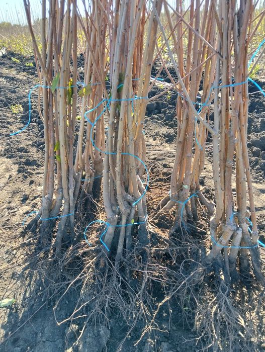 Pomi Fructiferi clasici și columnari