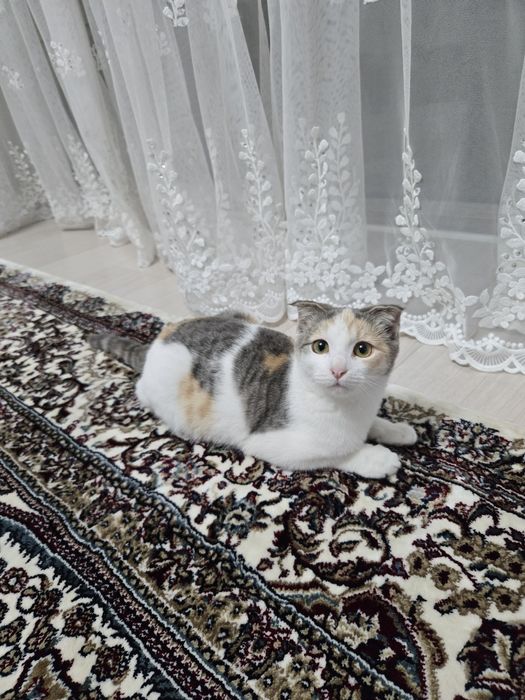 Отдам котёнка (шотландская вислоухая)
Милая и очень ласковая девочка,