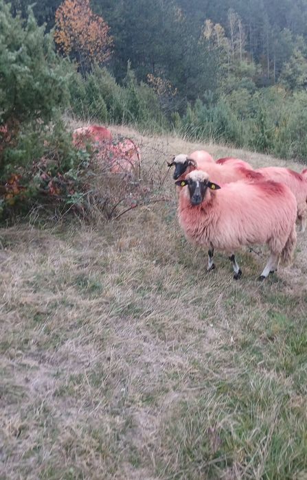 Vând 8 oi țurcane și 2 berbeci