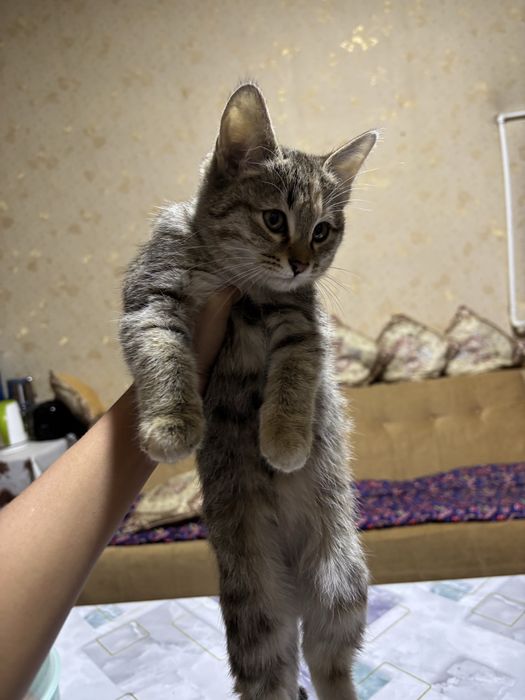 Отдам котят в хорошие руки,котятам по 3 месаца отдам даром с лотком.