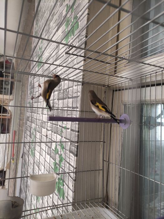 Продам щеглов пару