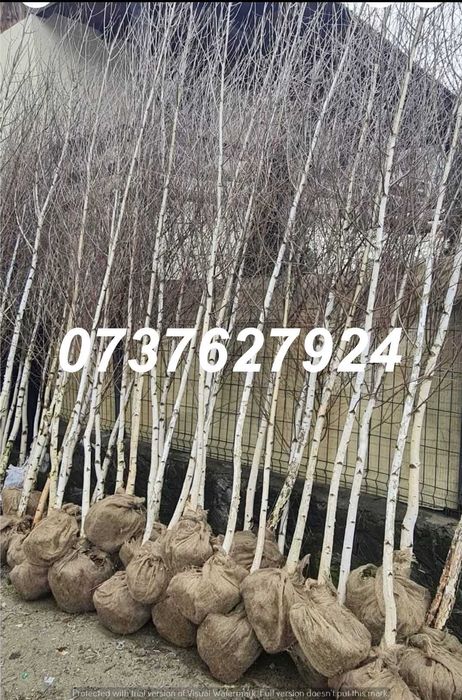 Plante Foioase Rezistente | Tei, Arțar, Carpen | Drept Refuz