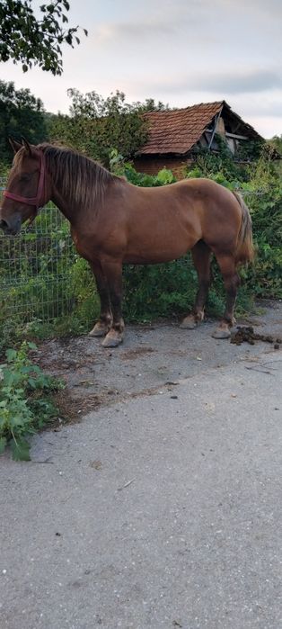 Vând iapa de 5 ani gestanta de 5 luni