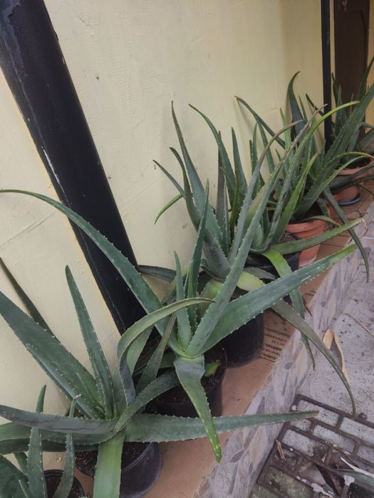 Алое вера - различни големини