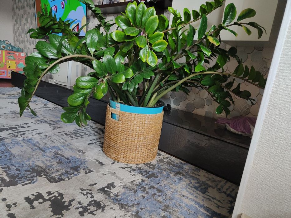 Замиокулькас большой