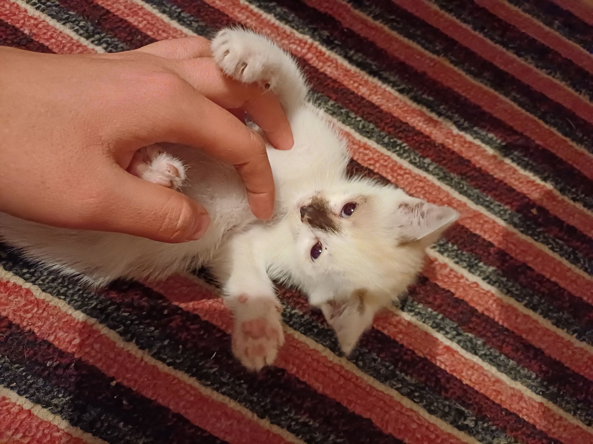 Отдам в добрые руки кошку с котятами. 3 мальчика и 2 девочки.