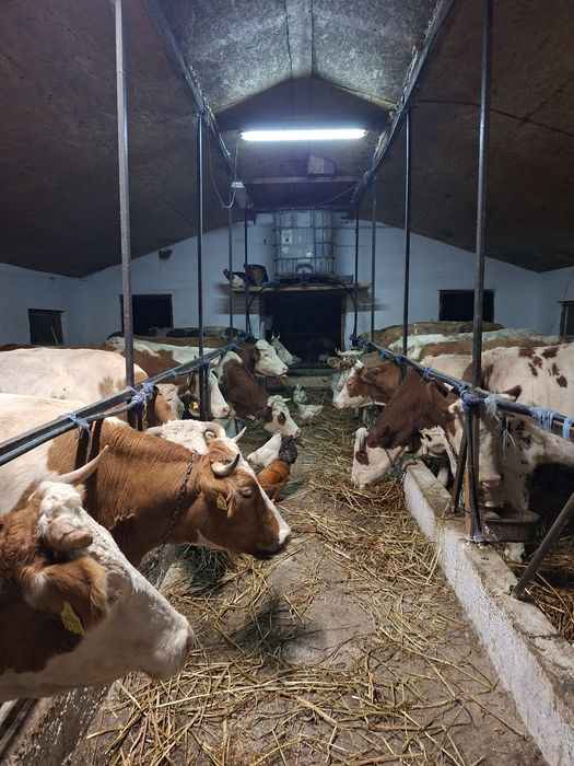 Vând vacii bălțate