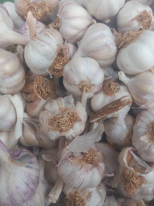 Usturoi de vânzare pus în pământ și consum