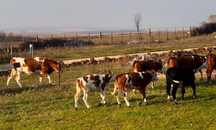 De vanzare vitei crescuti natural
