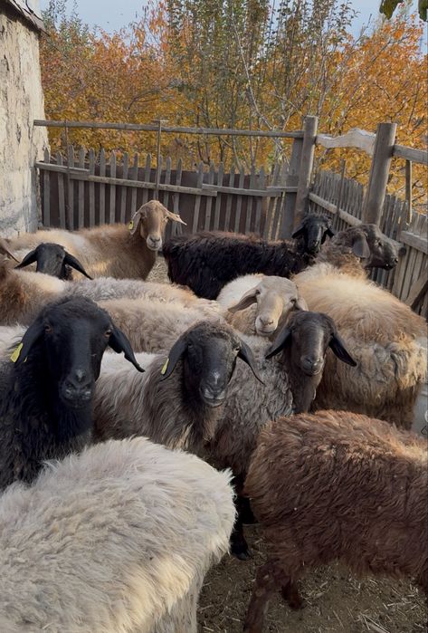 Продам свежее домашнее мясо баранины