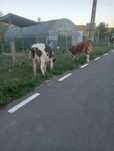 Vacă gestantă în cinci luni la a doua fătare cuminte și bună de lapte
