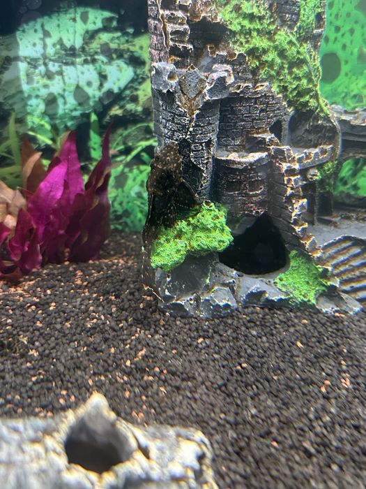 Pesti acvariu sanitari, GIBBICEPS, Craiova! 5-7 cm