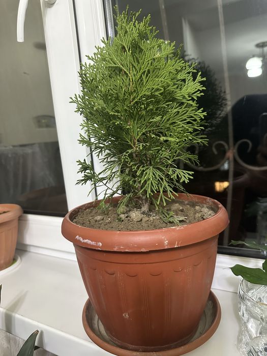 Продам Тую.