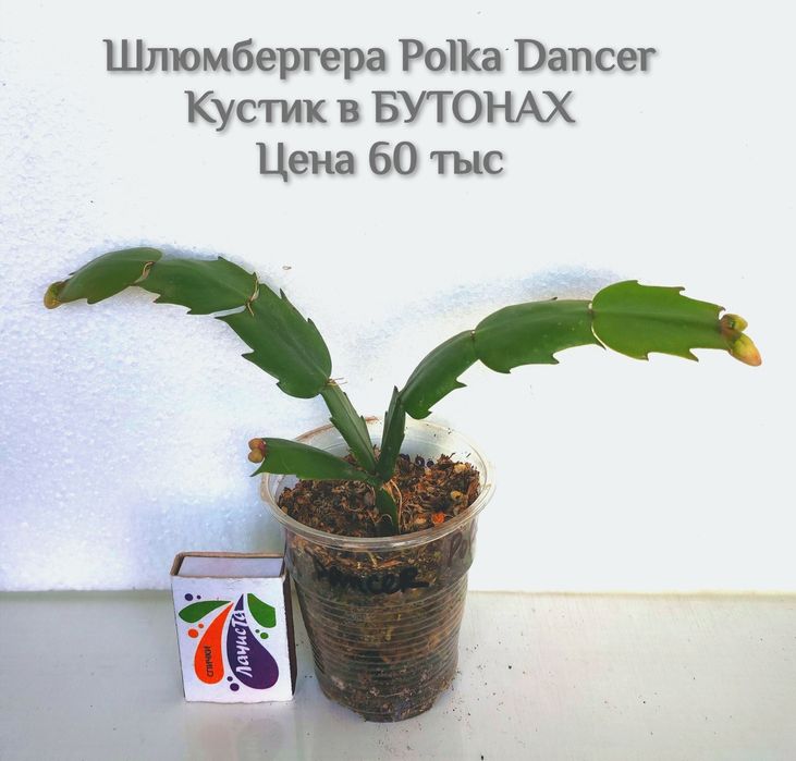 Шлюмбергера (декабрист)