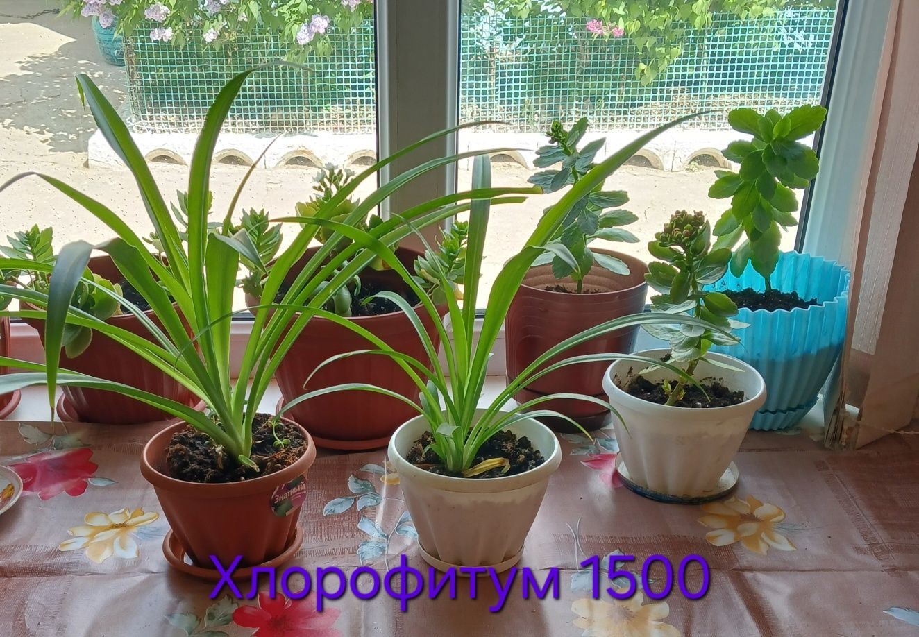 Комнатные растения