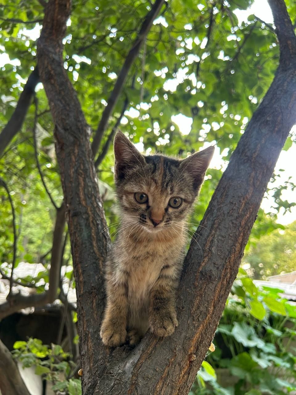 Котята домашние | Мушукчалар