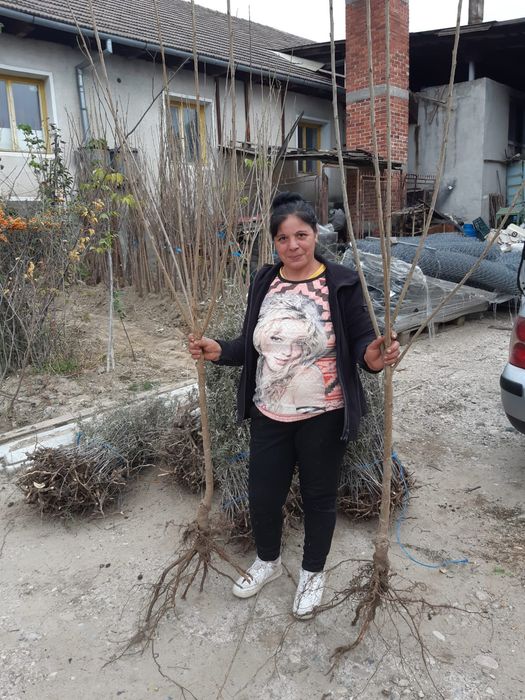 Nuci Chandler Prun.Aluni Nuci.Meri.Ciresi.Paulownia.Aronia.Tei Mur.Soc