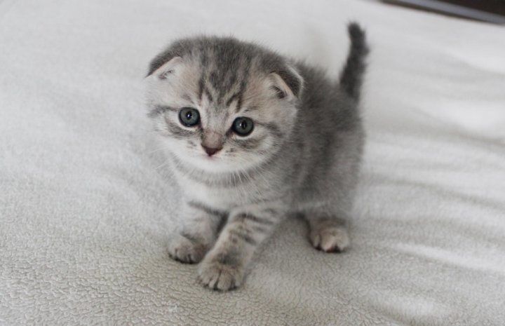 Шотланские котята 1,5 месяцев.Приучены.