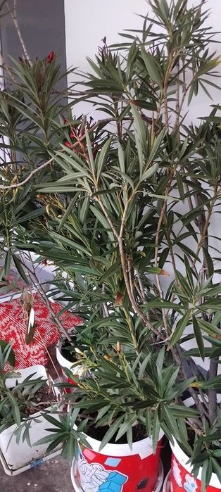 Vând Leandri 100 -170 cm