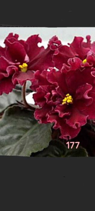 Продам фиалку...