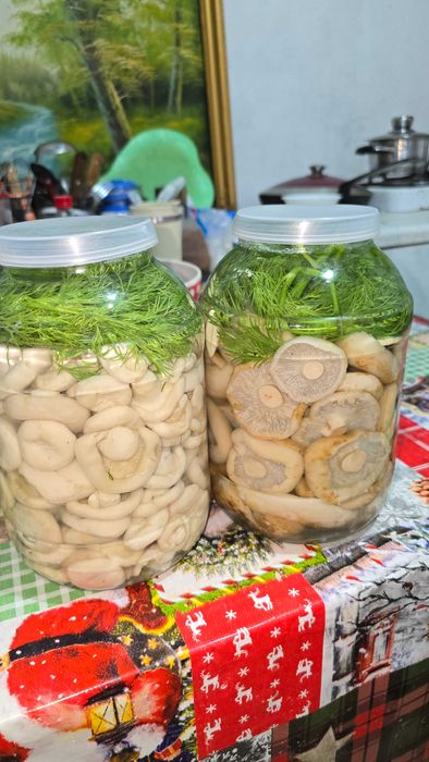 Продам Грибы Грузди.