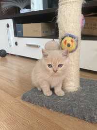 Pisicuta Scottish fold de vanzare.